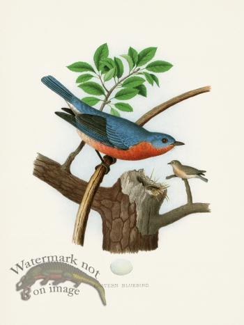 Thomas Gentry Bird 23